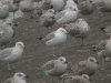 Caspian Gull at Hole Haven Creek (Steve Arlow) (195582 bytes)
